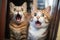 Feline Friends Caught Off Guard: A Close-Up Surprise