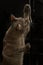 Feline Fun: Siamese Cat Playfully Engaging with Flashlight Box\\\'s Rope