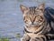 Feline Majesty Unveiled: A Captivating Close-Up