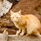 feline in morocco africa and sweet face