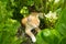 A feline pet dozing between tropical plants in the caribbean