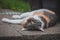 Feline princess relaxes in the grass and enjoys a relaxing lunch and warming sun. A domestic color cat with piercing green eyes