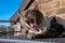 Feline tabby cat wearing a gray jacket and yawning outdoors