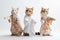 Feline Tai Chi Masters: Three Cats in Human Tunics Practicing on White Background.