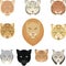 Felines leopard panther lion tiger cougar jaguar heads collection