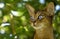 Felis catus Close-up eyes are big and beautiful
