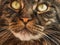 Felis catus Maine Coon feline ticked classic Brown tabby cat face close up with green eyes domestic cute adorable animal pet