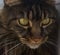 Felis catus Maine Coon feline ticked classic Brown tabby curious feline cat macro face close up look with green eyes domestic cute