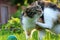 A felis silvestris catus scratching under head on beautiful white neck and playing with small ball on garden