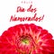 Feliz Dia dos Namorados! text in Portuguese: Happy Valentineâ€™s Day! and red and pink dahlia flower