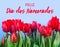Feliz Dia dos Namorados text in Portuguese: Happy Valentineâ€™s Day and red tulips blooming with green stalk