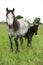 Fell pony mare with foal