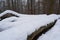 Felled beech trunks covered with snow in the forest