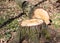 Felled birch in spring background