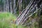 Felled birch tress background