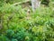 Felled branches with foliage on a private plot. cutting down trees on the site