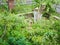 Felled branches with foliage on a private plot. cutting down trees on the site