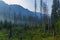 Felled and broken trees in Tatra mountains