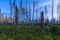 Felled and broken trees in Tatra mountains