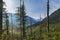 Felled and broken trees in Tatra mountains