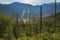 Felled and broken trees in Tatra mountains