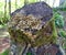 felled cut tree trunk, with mushroom