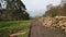 Felled eucalyptus trees in forest. Stacks of cut wood. Trees destruction.