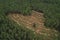 Felled forest, aerial view. Destruction of forests and felling of trees. Forests illegal disappearing. Environmetal and ecological