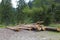 Felled logs in coniferous forest