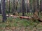 A felled pine tree lies in a pine forest in summer. Russia. Siberia. Logging. Mobile photo