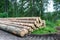 Felled pine tree trunks in the forest.