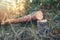 Felled pine tree in the woods