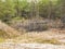 Felled pine trees by a hurricane in the forest