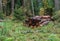 Felled and sawn tree trunks on the ground in the autumn forest. Cutting down old and seek trees for the purpose of forest renewal