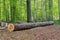 Felled scots pine in a forest