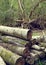 Felled stacked tree trunks in woodland