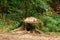 Felled stump into the woods, deforestation, a new life started on the stump.