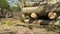 Felled timber stacked up. Tree forestry exploitation