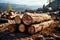 Felled tree logs. Deforestation environmental problem