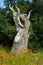 Felled Tree Trunk Carved Sculpture at Trentham Estate