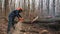 A felled tree trunk is sawn by a lumberjack