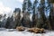 Felled tree trunks covered with snow