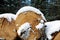 Felled tree trunks covered with snow