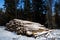 Felled tree trunks covered with snow