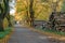 Felled trees and autumn forest, deforestation, trunks of felled trees