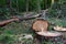 Felled trees in forest. Deforestation and Illegal Logging, international trade in illegal timber. Stump of the felled living tree