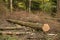 Felled trees that are infested with bark beetle. Wood lies in the forest