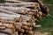 Felled trees. Trunks of pines. Logs. Woodpile. Logs at a sawmill