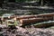 Felled wooden trunks of pine trees lie on the ground in the forest. The inner part of the tree trunk with annual rings close-up