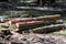 Felled wooden trunks of pine trees lie on the ground in the forest. The inner part of the tree trunk with annual rings close-up